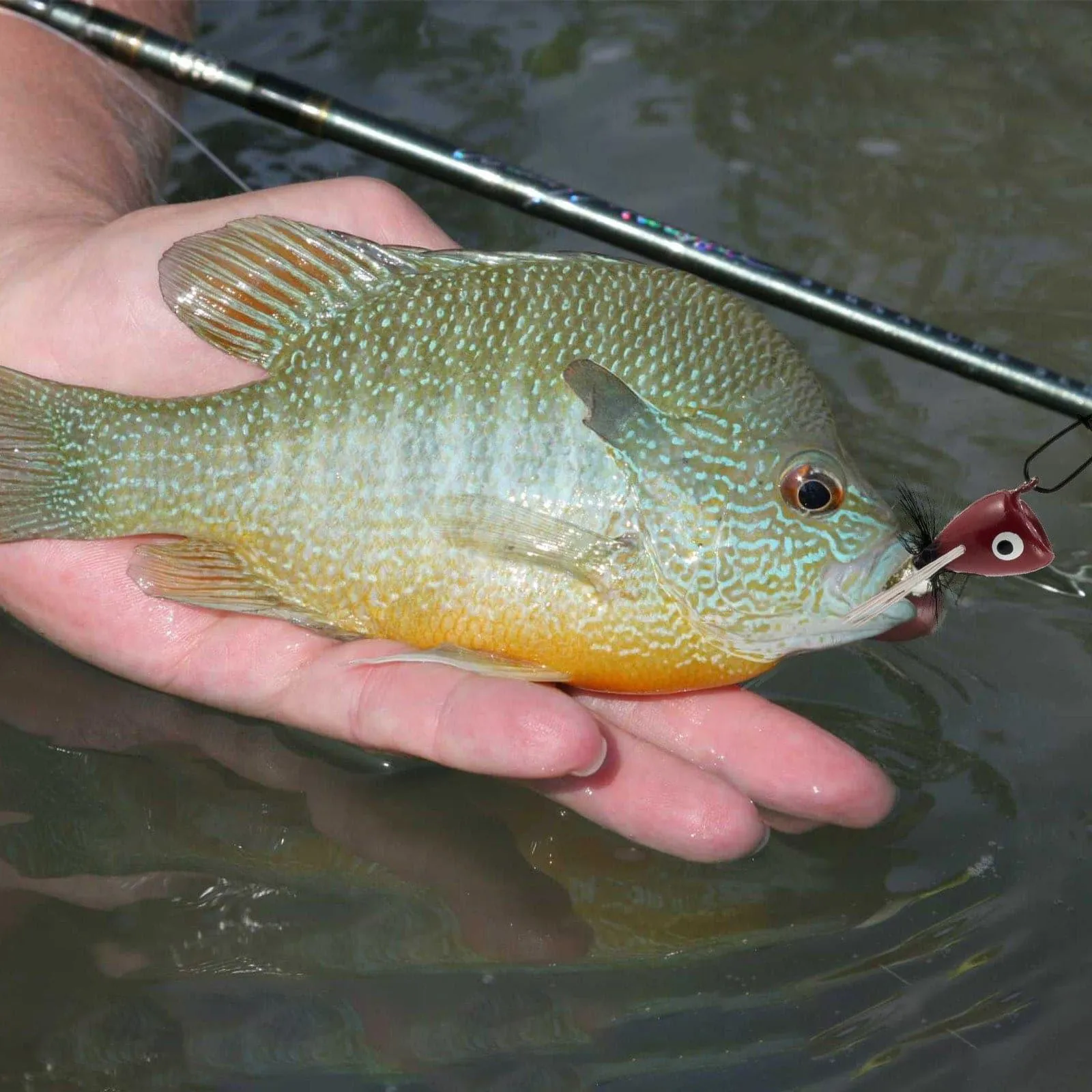 Dr.Fish 5/10pcs Fly Fishing Poppers Kit